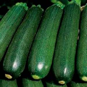 Cosa sono le zucchine: conosciamo la specie, coltiviamola nel nostro appezzamento e utilizziamola per piatti deliziosi