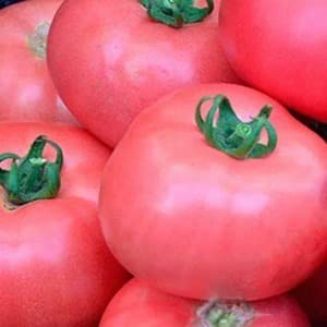 Sweet, large and very fragrant Pandarose tomatoes - decoration of the garden bed