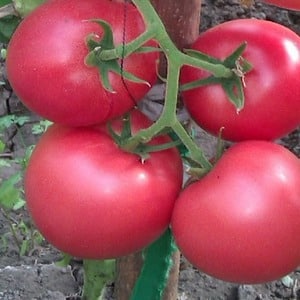 Tomates Pandarose sucrées, grosses et très parfumées - décoration du parterre de jardin