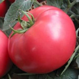 Tomates Pandarose sucrées, grosses et très parfumées - décoration du parterre de jardin