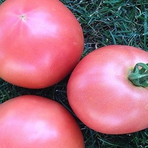 Zoete, grote en zeer geurige Pandarose-tomaten - decoratie van het tuinbed