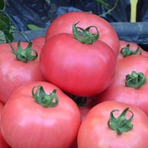 Sweet, large and very fragrant Pandarose tomatoes - decoration of the garden bed