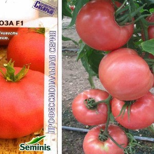 Tomato Pandarose yang manis, besar dan sangat wangi - hiasan katil taman