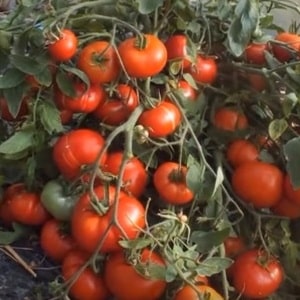 Una variedad de bajo crecimiento para los residentes de verano novatos: tomate enano de Mongolia: descripción de la variedad y revisiones de su cultivo.