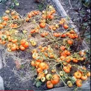 A low-growing variety for novice summer residents - Mongolian dwarf tomato: description of the variety and reviews of its cultivation