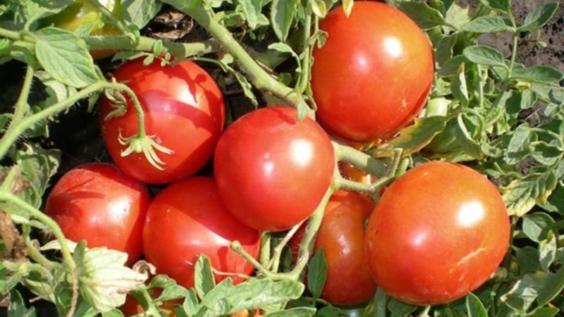 A low-growing variety for novice summer residents - Mongolian dwarf tomato: description of the variety and reviews of its cultivation