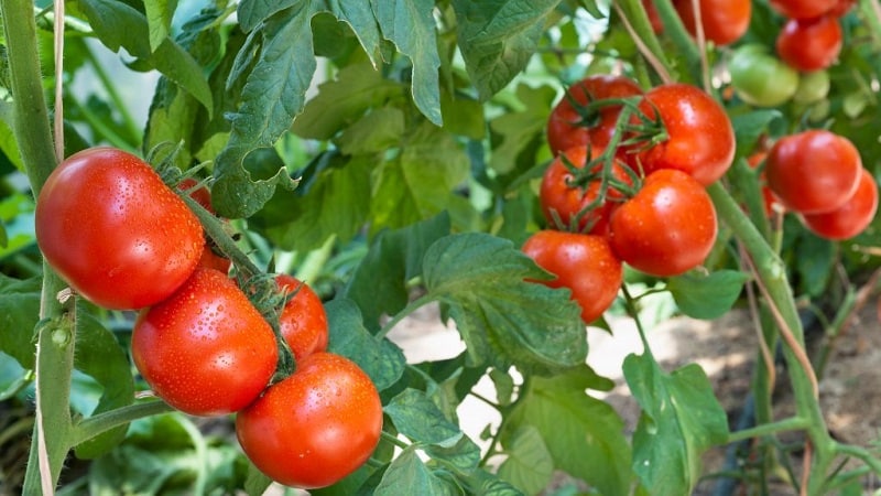 Una variedad de bajo crecimiento para los residentes de verano novatos: tomate enano de Mongolia: descripción de la variedad y revisiones de su cultivo.