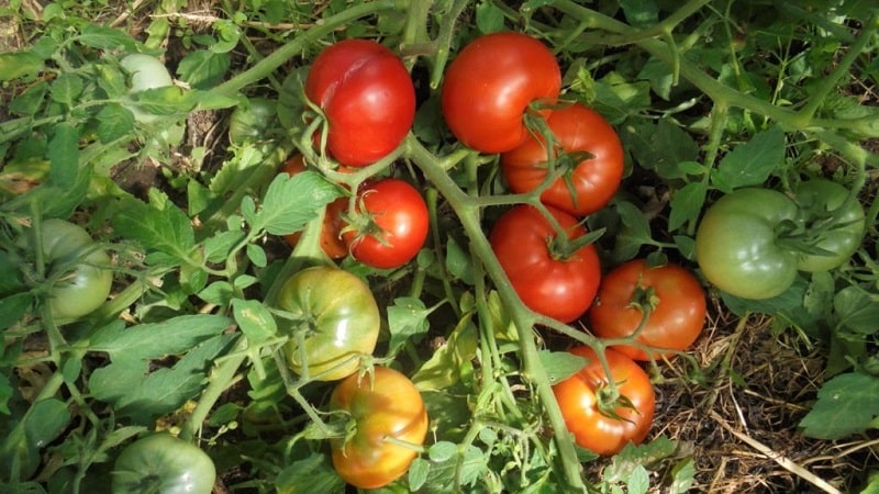 Isang mababang-lumalagong iba't para sa mga baguhan na residente ng tag-init - Mongolian dwarf tomato: paglalarawan ng iba't at mga pagsusuri ng paglilinang nito