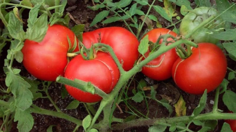 Isang mababang-lumalagong iba't para sa mga baguhan na residente ng tag-init - Mongolian dwarf tomato: paglalarawan ng iba't at mga pagsusuri ng paglilinang nito