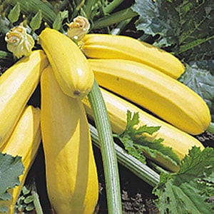 The best varieties of zucchini for open ground: photos with descriptions, tips for choosing