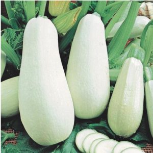 Jenis zucchini terbaik untuk tanah terbuka: foto dengan penerangan, petua untuk memilih