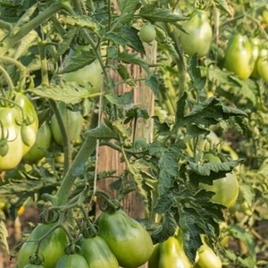 Una variedad en forma de pera con un sabor dulce y un aroma increíble: tomate Ivan Kupala