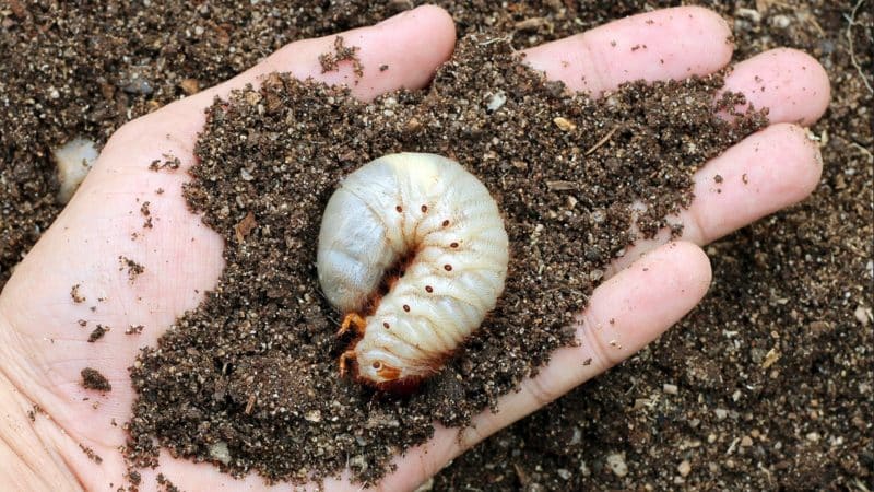 Tetamu yang sangat luar biasa dan eksotik di taman anda - tomato Negritenok: kami menanamnya sendiri dan menikmati hasil tuaian