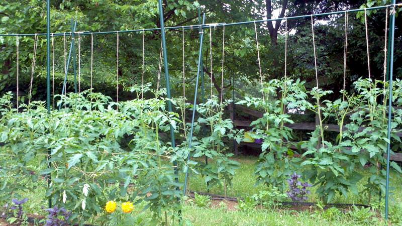 An extremely unusual and exotic guest in your garden - the Negritenok tomato: we grow it ourselves and enjoy the harvest