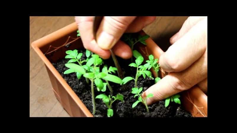 Un invité extrêmement insolite et exotique dans votre jardin - la tomate Negritenok : nous la cultivons nous-mêmes et profitons de la récolte