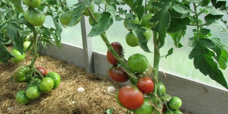 Ein äußerst ungewöhnlicher und exotischer Gast in Ihrem Garten – die Negritenok-Tomate: Wir bauen sie selbst an und freuen uns über die Ernte