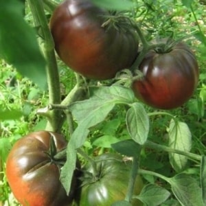 An extremely unusual and exotic guest in your garden - the Negritenok tomato: we grow it ourselves and enjoy the harvest