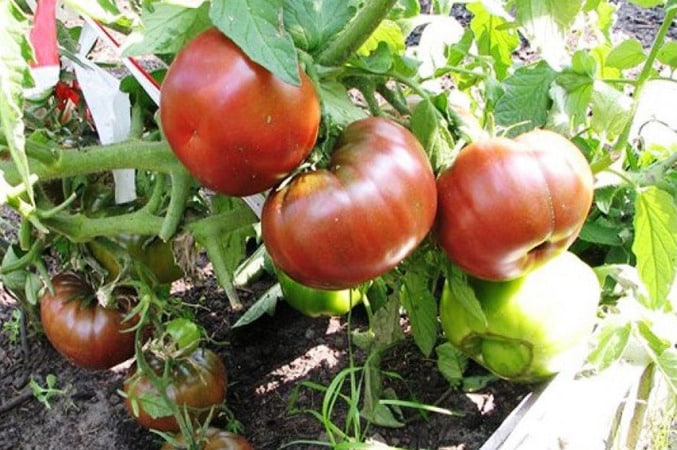 Tetamu yang sangat luar biasa dan eksotik di taman anda - tomato Negritenok: kami menanamnya sendiri dan menikmati hasil tuaian