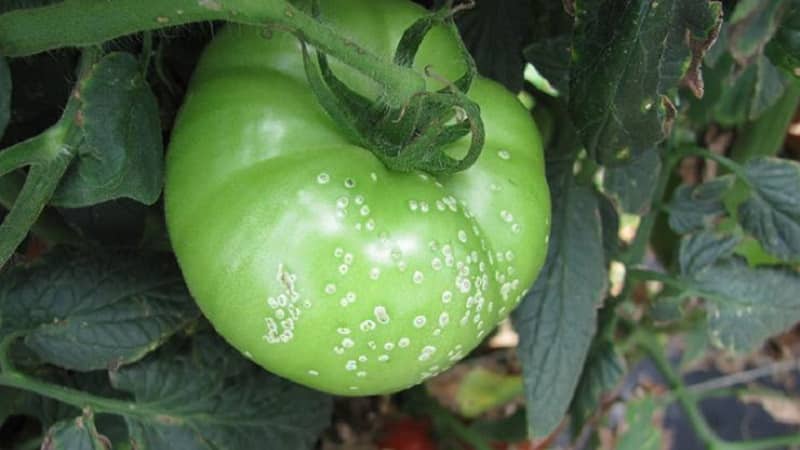 À quel point le chancre bactérien des tomates est-il dangereux et comment le combattre vous-même : méthodes traditionnelles et conseils de résidents d'été expérimentés