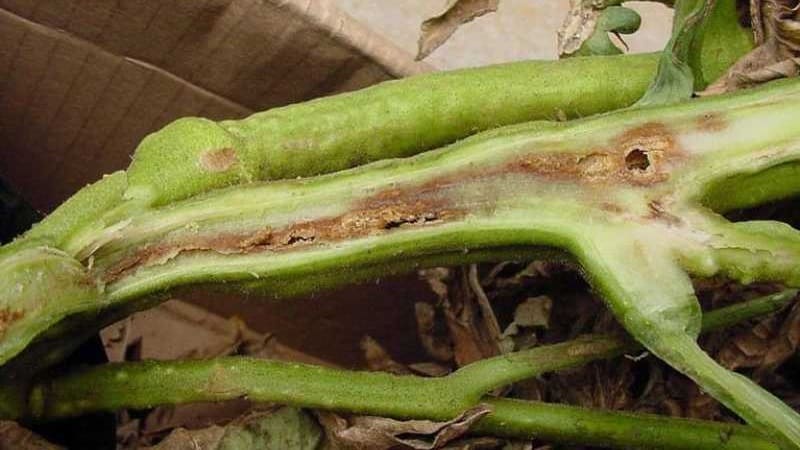 À quel point le chancre bactérien des tomates est-il dangereux et comment le combattre vous-même : méthodes traditionnelles et conseils de résidents d'été expérimentés