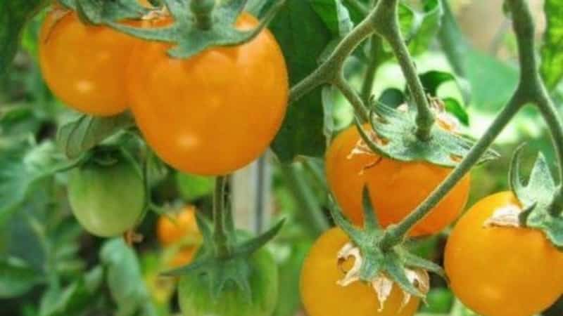 Instruções passo a passo para o cultivo de tomate Golden Nugget e seus benefícios