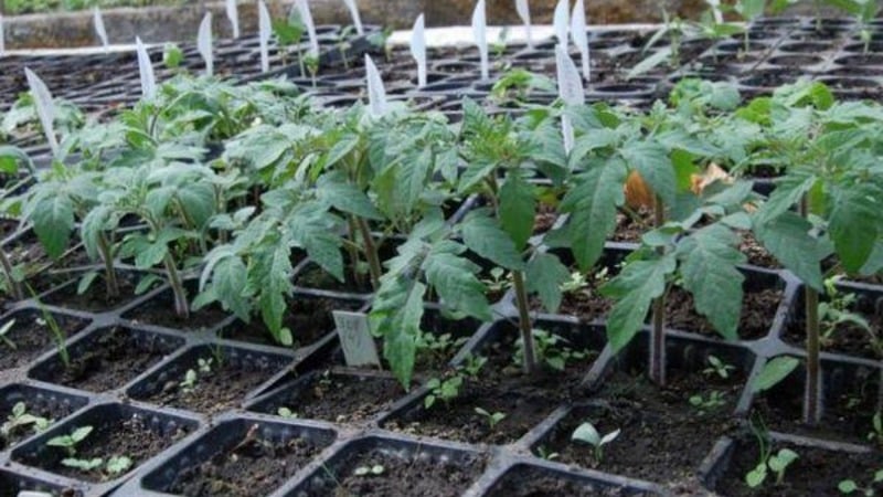 Instruções passo a passo para o cultivo de tomate Golden Nugget e seus benefícios