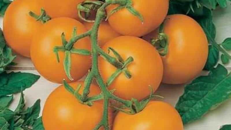 Schritt-für-Schritt-Anleitung für den Anbau von Golden Nugget-Tomaten und ihre Vorteile