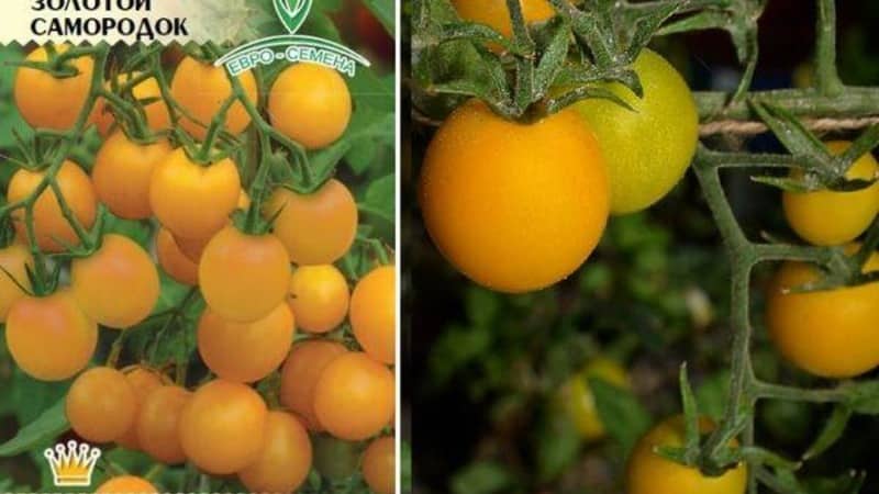 Instruções passo a passo para o cultivo de tomate Golden Nugget e seus benefícios