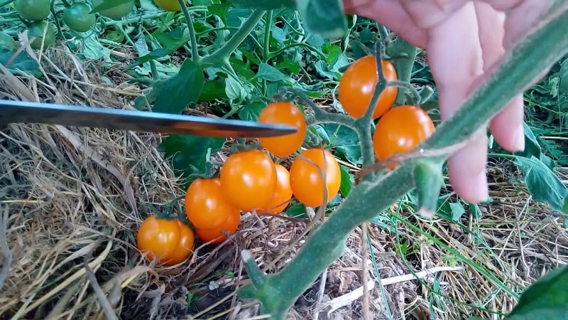 Navodila po korakih za gojenje paradižnika Golden Nugget in njegove prednosti