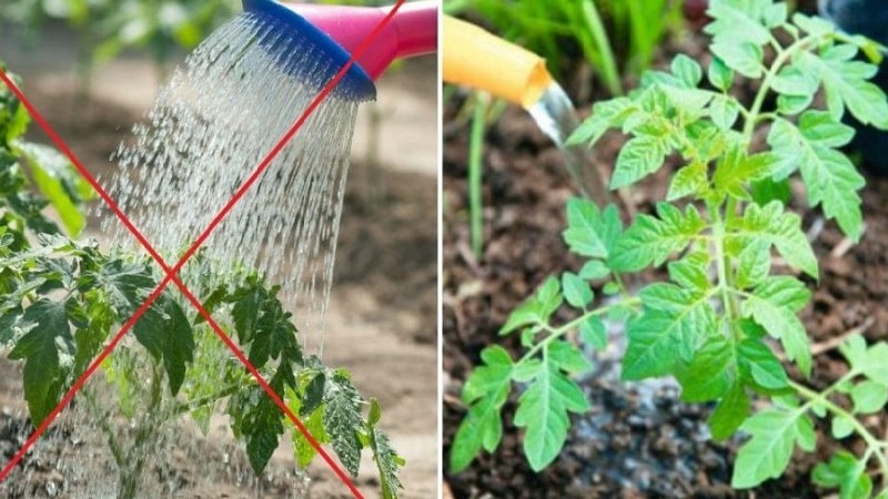 Instruções passo a passo para o cultivo de tomate Golden Nugget e seus benefícios