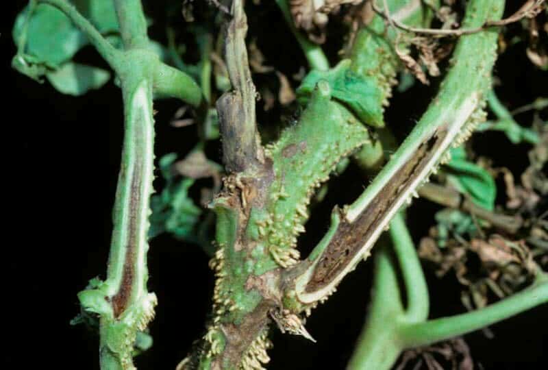 Nous trouvons la cause et la combattons efficacement : que faire si les tomates noircissent au fond et comment prévenir le problème