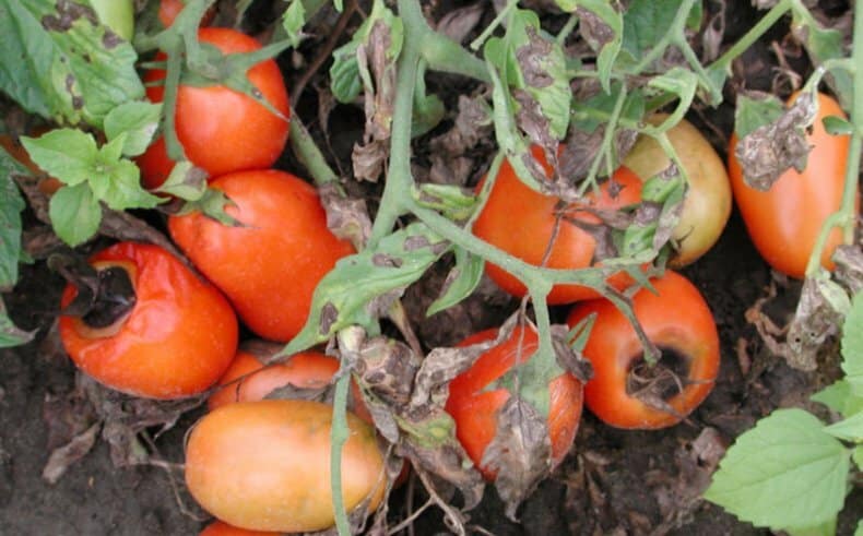 Nous trouvons la cause et la combattons efficacement : que faire si les tomates noircissent au fond et comment prévenir le problème