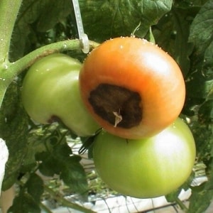 Nous trouvons la cause et la combattons efficacement : que faire si les tomates noircissent au fond et comment prévenir le problème