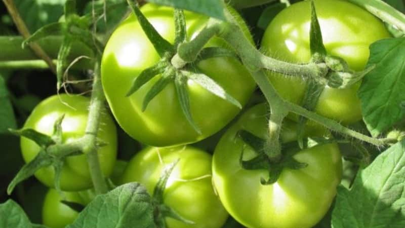 En upretensiøs og upretensiøs variant som krever minimal pleie - Tolstushka-tomaten: vi dyrker den uten problemer