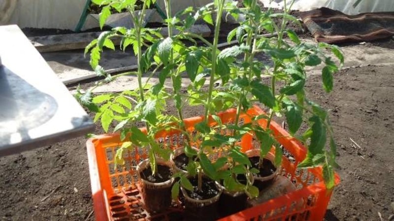 Uma variedade despretensiosa e despretensiosa que requer cuidados mínimos - o tomate Tolstushka: cultivamos sem complicações