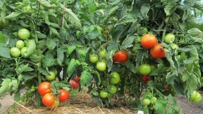 Pelbagai yang bersahaja dan bersahaja yang memerlukan penjagaan yang minimum - tomato Tolstushka: kami menanamnya tanpa kerumitan