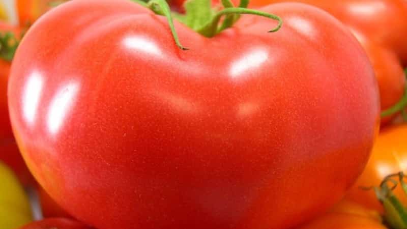 Eine unprätentiöse und unprätentiöse Sorte, die nur minimale Pflege erfordert – die Tolstushka-Tomate: Wir bauen sie problemlos an