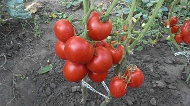 Una variedad sin pretensiones y sin pretensiones que requiere un cuidado mínimo: el tomate Tolstushka: lo cultivamos sin problemas