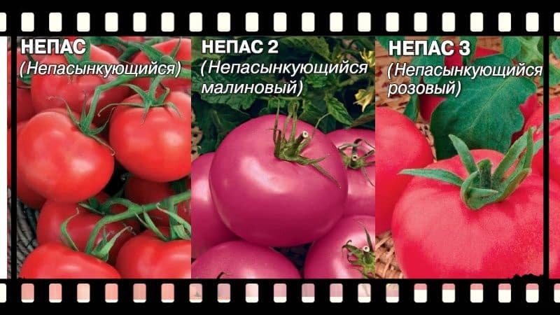 What is a nepas (non-grafting) tomato, why is it good, how is it grown and which varieties are considered the best