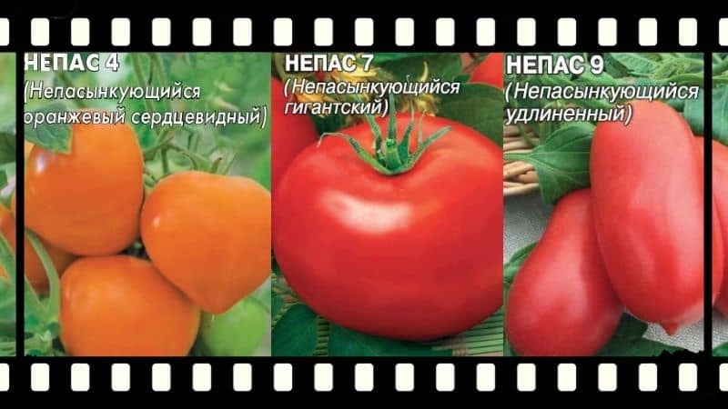 What is a nepas (non-grafting) tomato, why is it good, how is it grown and which varieties are considered the best