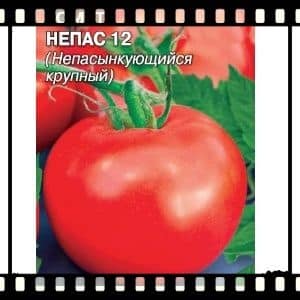 What is a nepas (non-grafting) tomato, why is it good, how is it grown and which varieties are considered the best