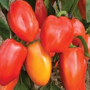 Why Winnie the Pooh pepper is good: getting to know the variety and learning how to grow it correctly