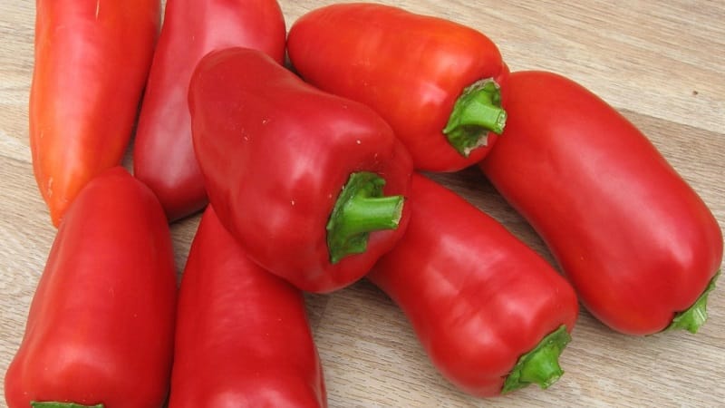 Prečo je paprika Macko Pú dobrá: zoznámiť sa s odrodou a naučiť sa ju správne pestovať