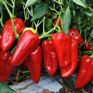 Why Winnie the Pooh pepper is good: getting to know the variety and learning how to grow it correctly