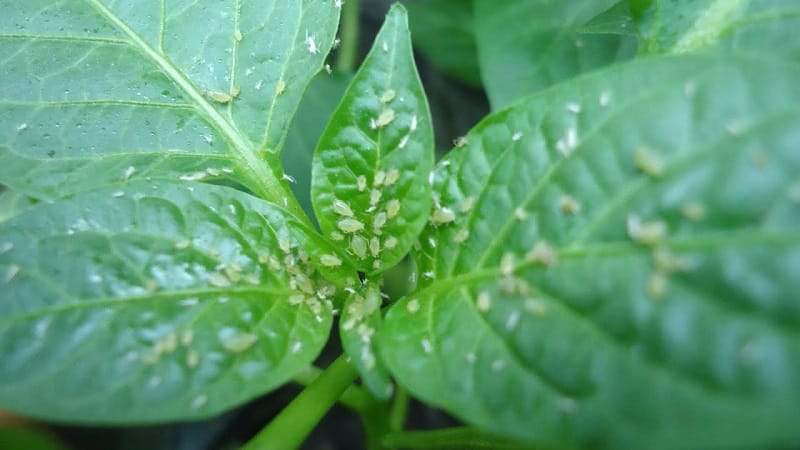 Why Winnie the Pooh pepper is good: getting to know the variety and learning how to grow it correctly