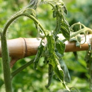 O que é bacteriose do tomate, por que aparece em estufa e como curá-la de forma rápida e eficaz