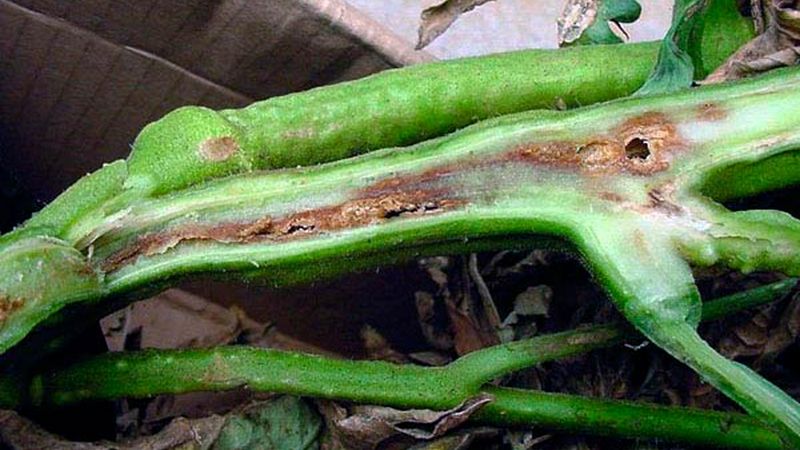 O que é bacteriose do tomate, por que aparece em estufa e como curá-la de forma rápida e eficaz