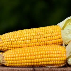 What varieties of corn are there and how to choose the best one for yourself