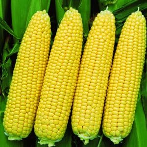 What varieties of corn are there and how to choose the best one for yourself