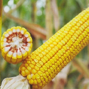 What varieties of corn are there and how to choose the best one for yourself